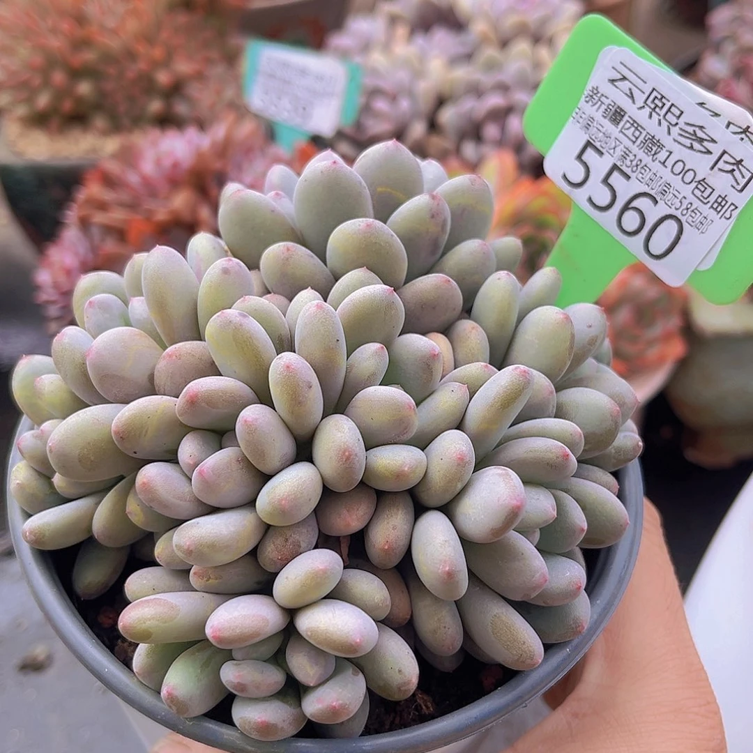 5560香香雪多肉植物