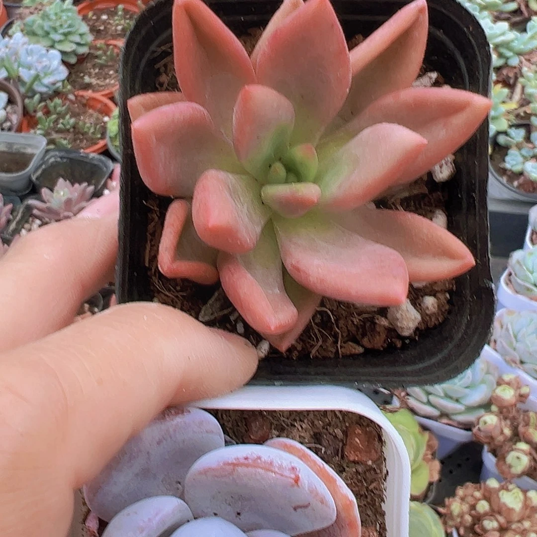 桃花源19包邮多肉