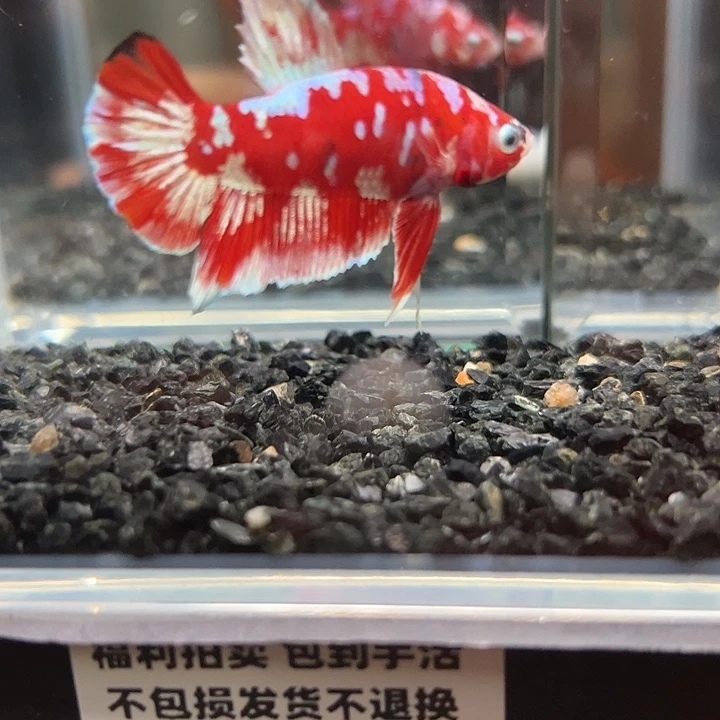 斗鱼竞拍跑单拉黑27日82