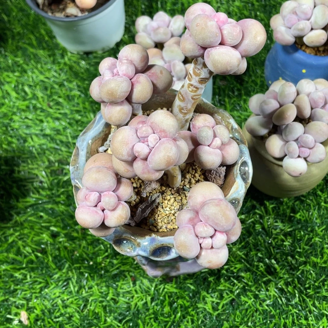 雪*儿腰子桃蛋多肉植物