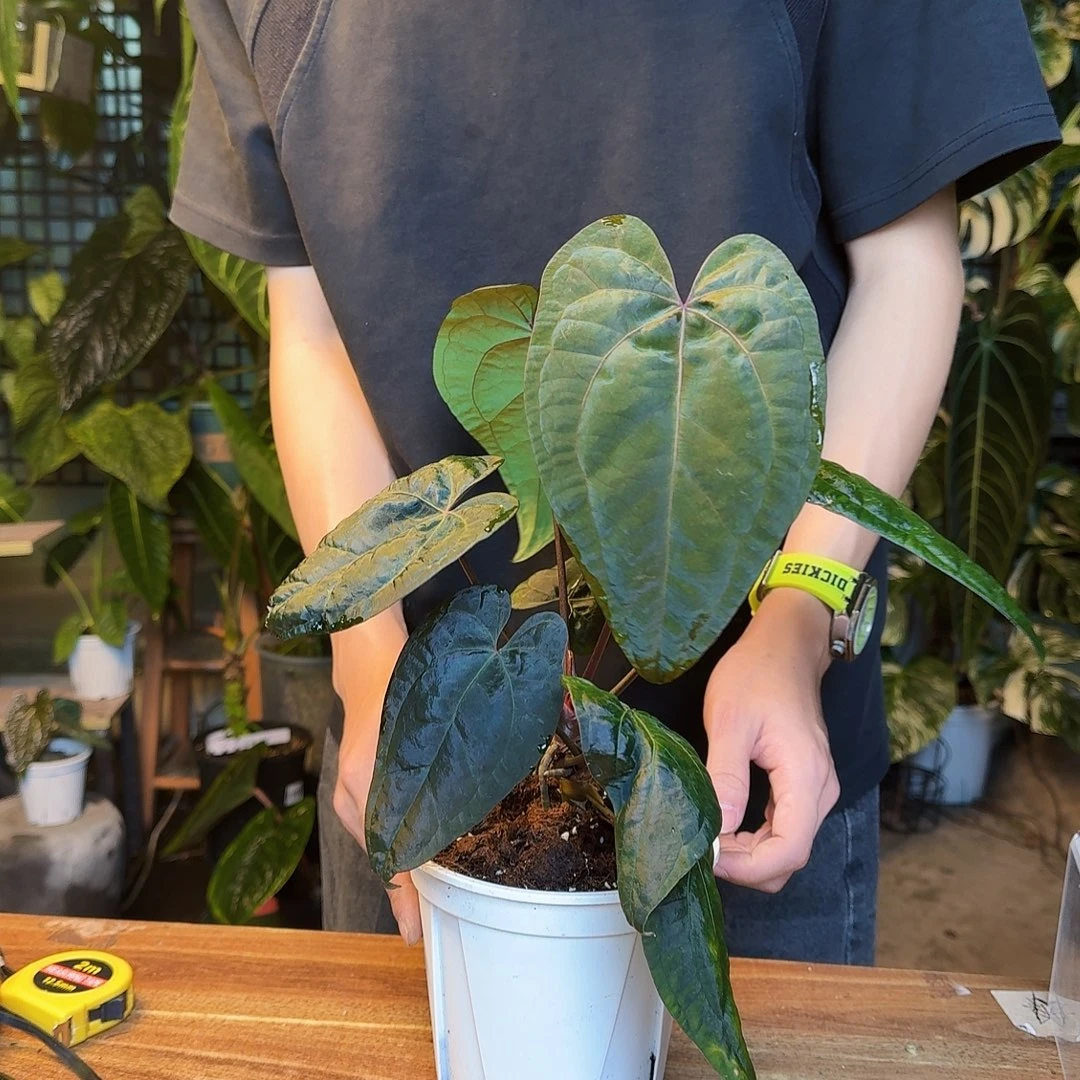 完全开放Z129黑桃杂黑凤凰