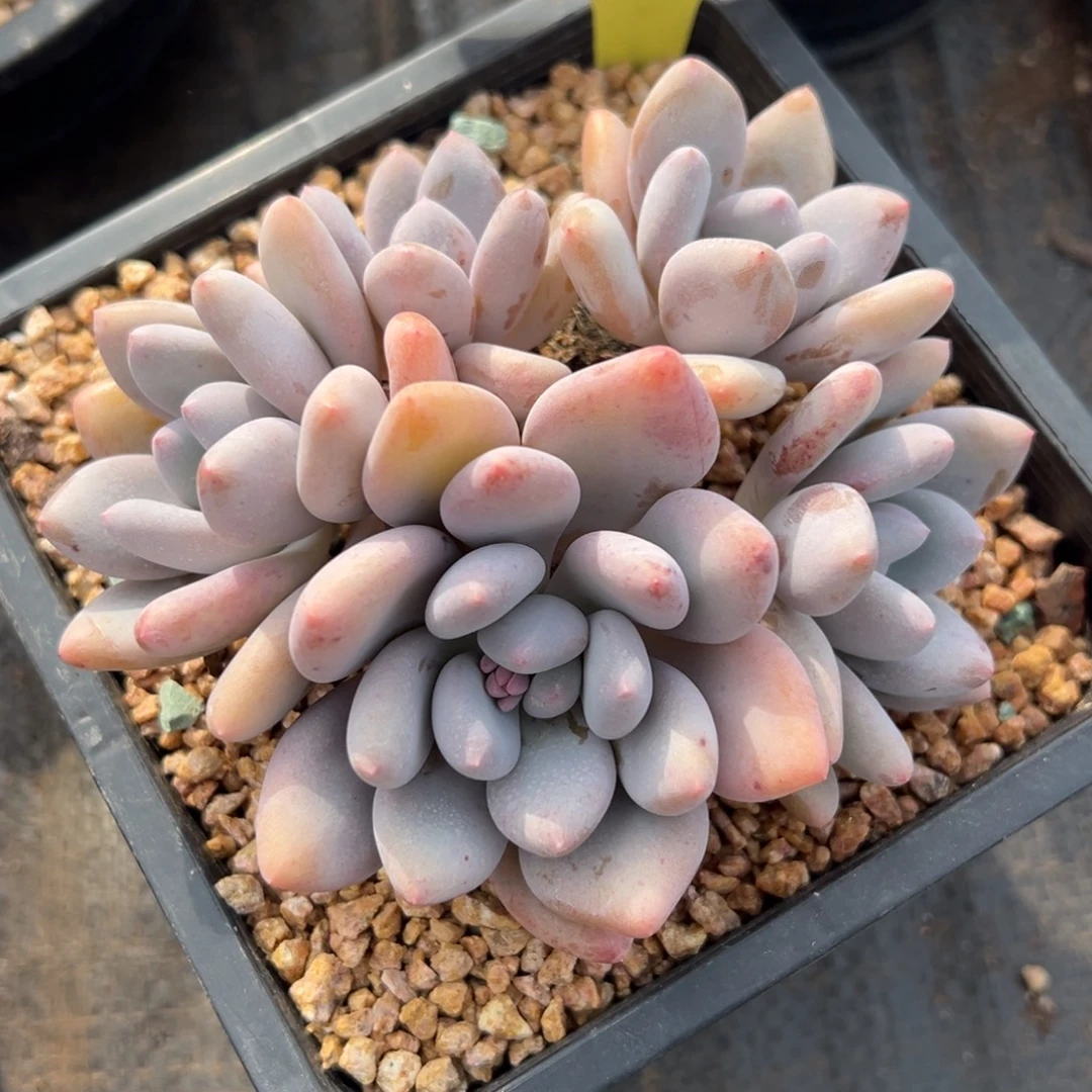 1211161 三明治美人群生无砍