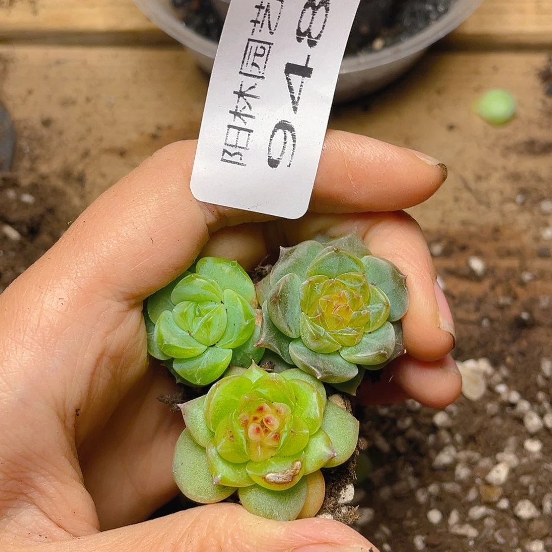 多肉植物多肉植物948
