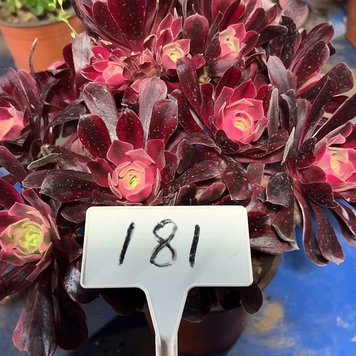 满****g多肉植物美杜莎法师