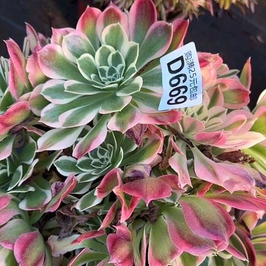 米*?多肉植物一个