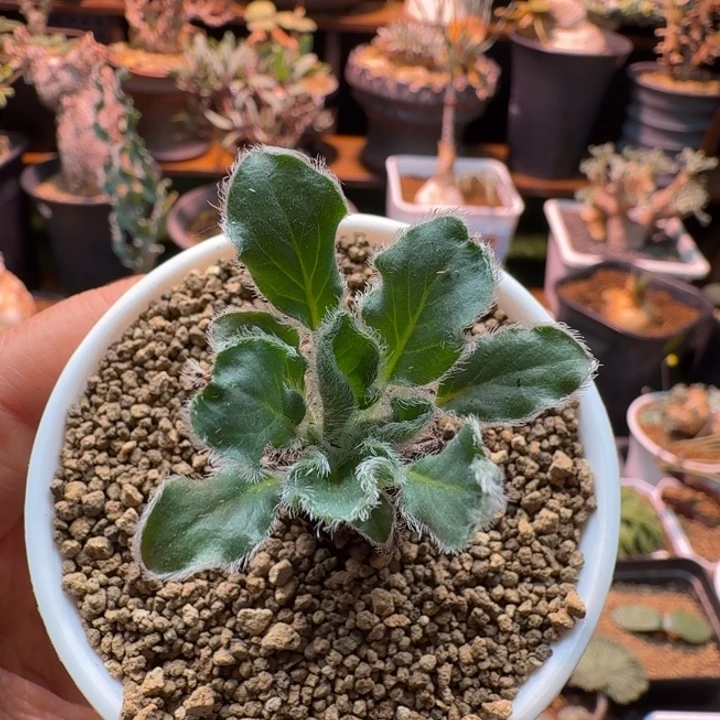 黑花洋葵638 仙人球