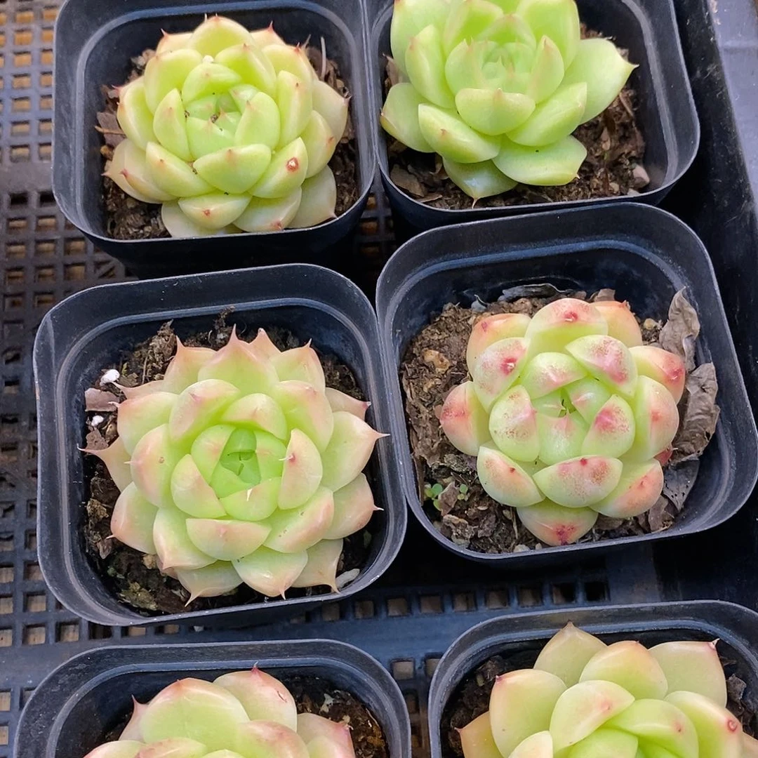 团。小单头麦杆。福利多多