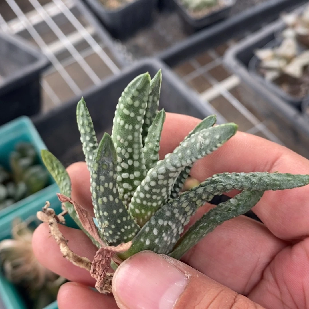 如****）1466 一颗福利。