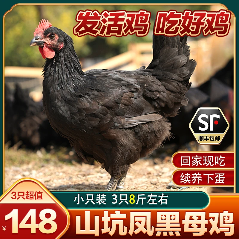 【直播专享 3只8斤左右】散养走地山坑凤黑母鸡 五谷喂养 好鸡推荐