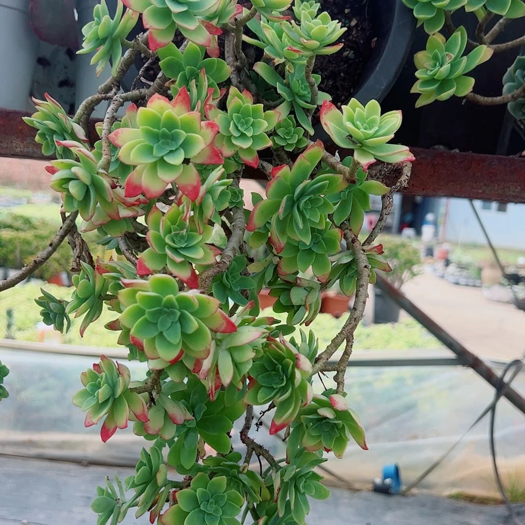 清扬多头造型精控超级大