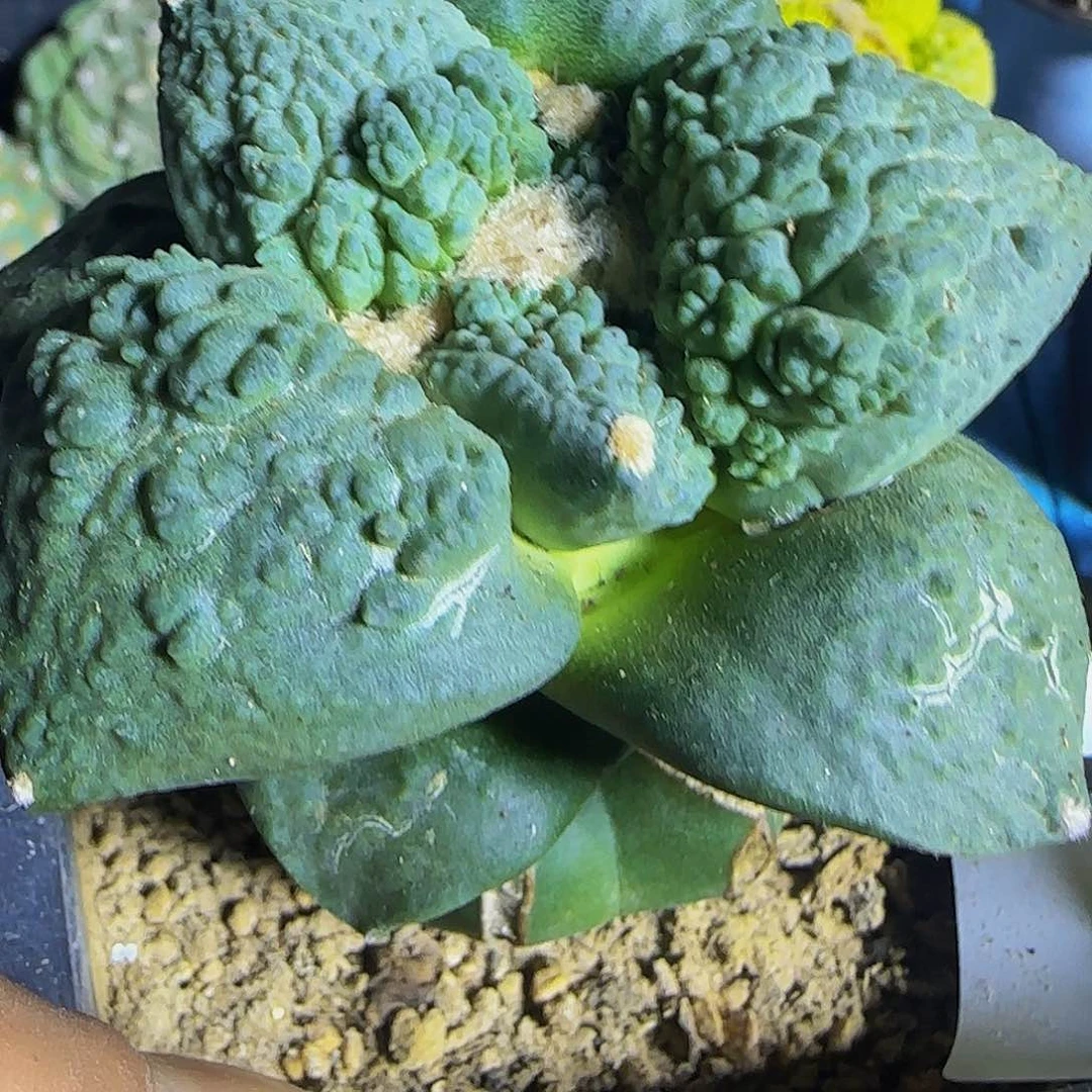 大尤怒涛416仙人球开花