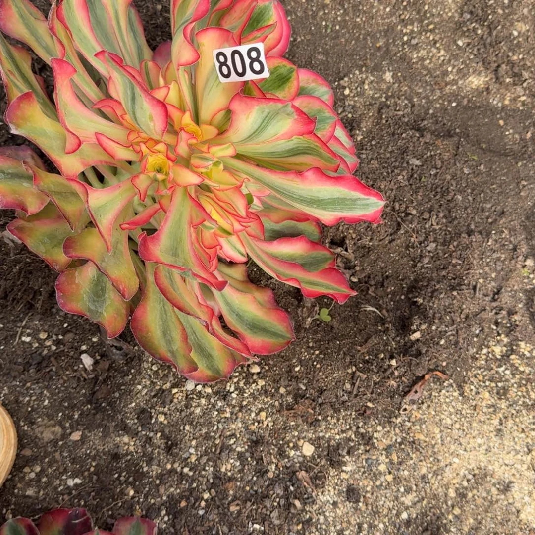 忽***来808多肉植物爱丽丝