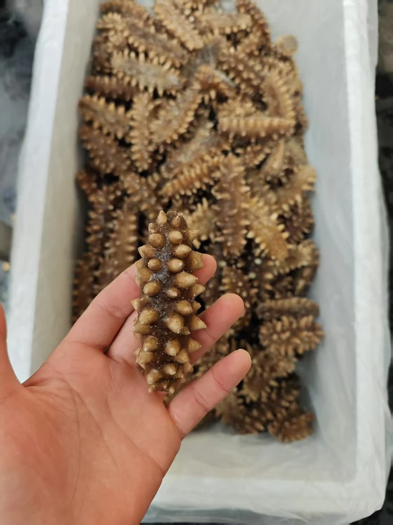 （福利）即食海参解冻即食老少皆宜软硬Q弹适中支持试吃一根