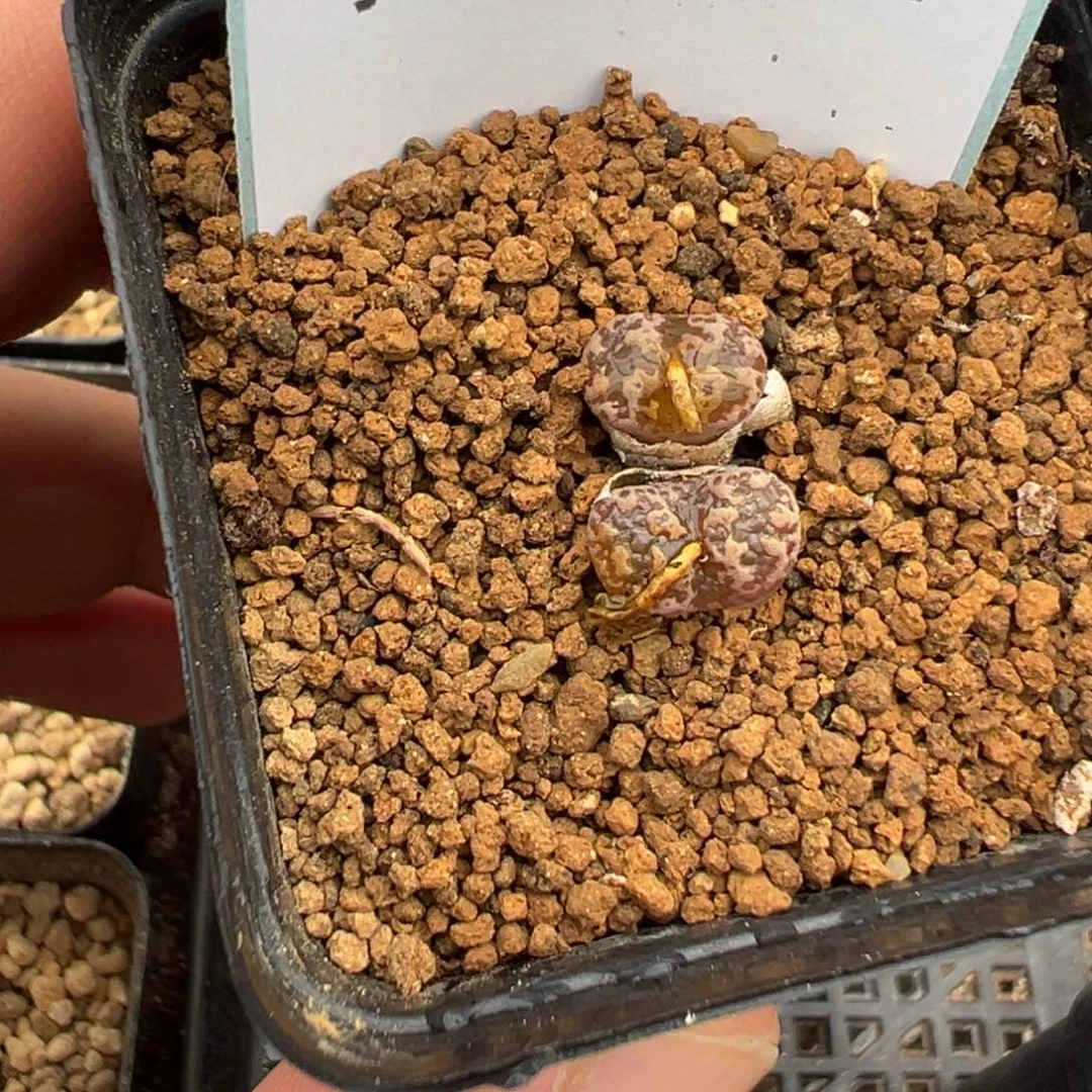 茜***气23-34肉锥多肉植物