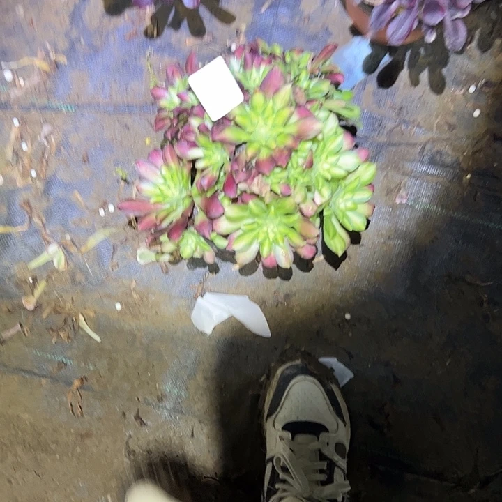 陌*多肉法师植物链接51