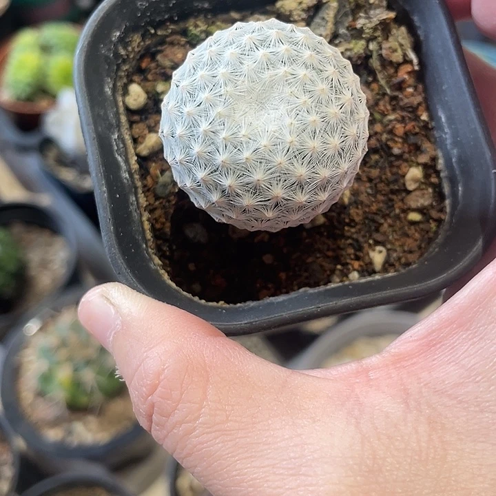 实生白鸟仙人球一颗