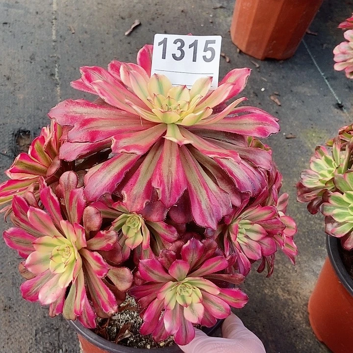 红陶1315月蝉3多肉