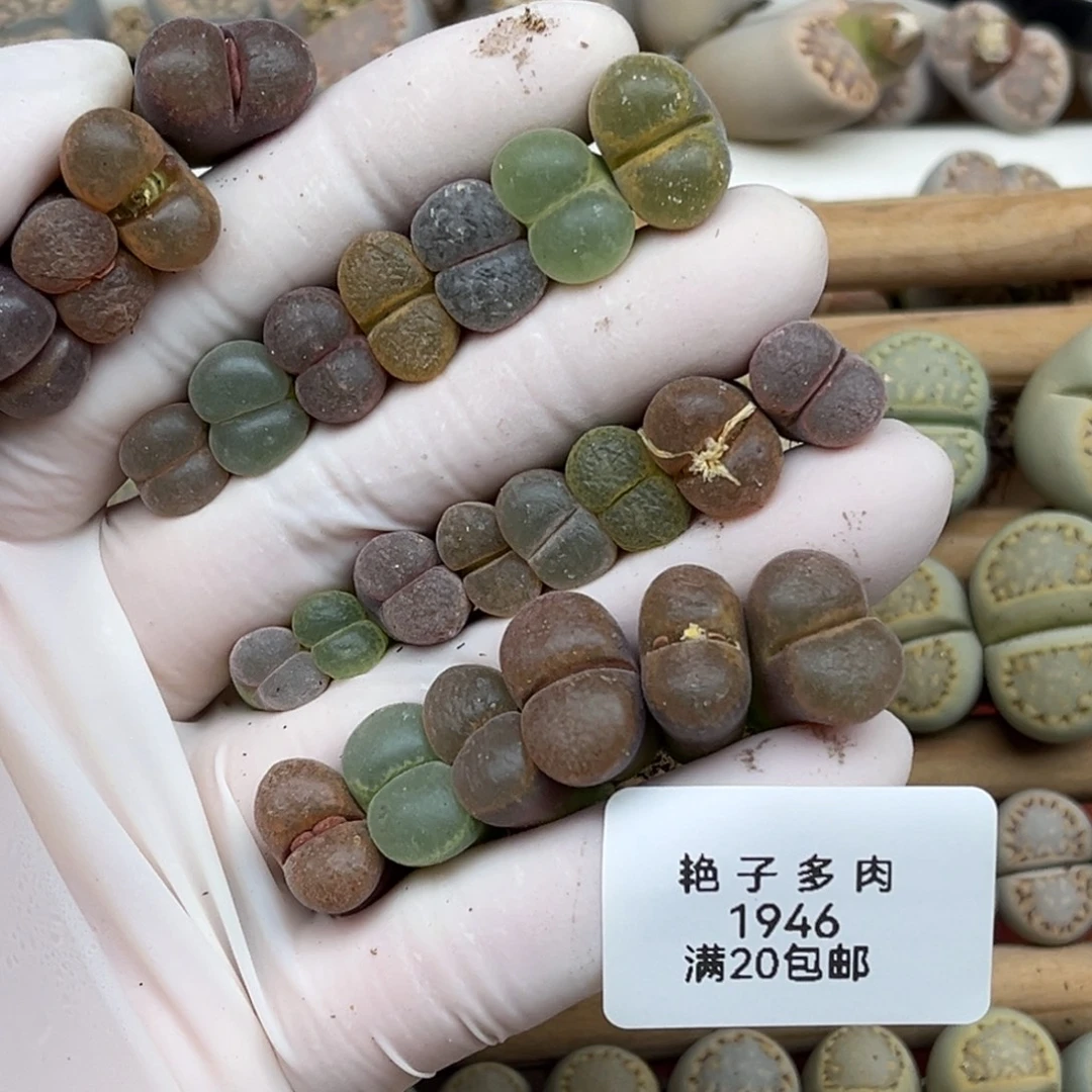 “***。1946号一首风铃发货