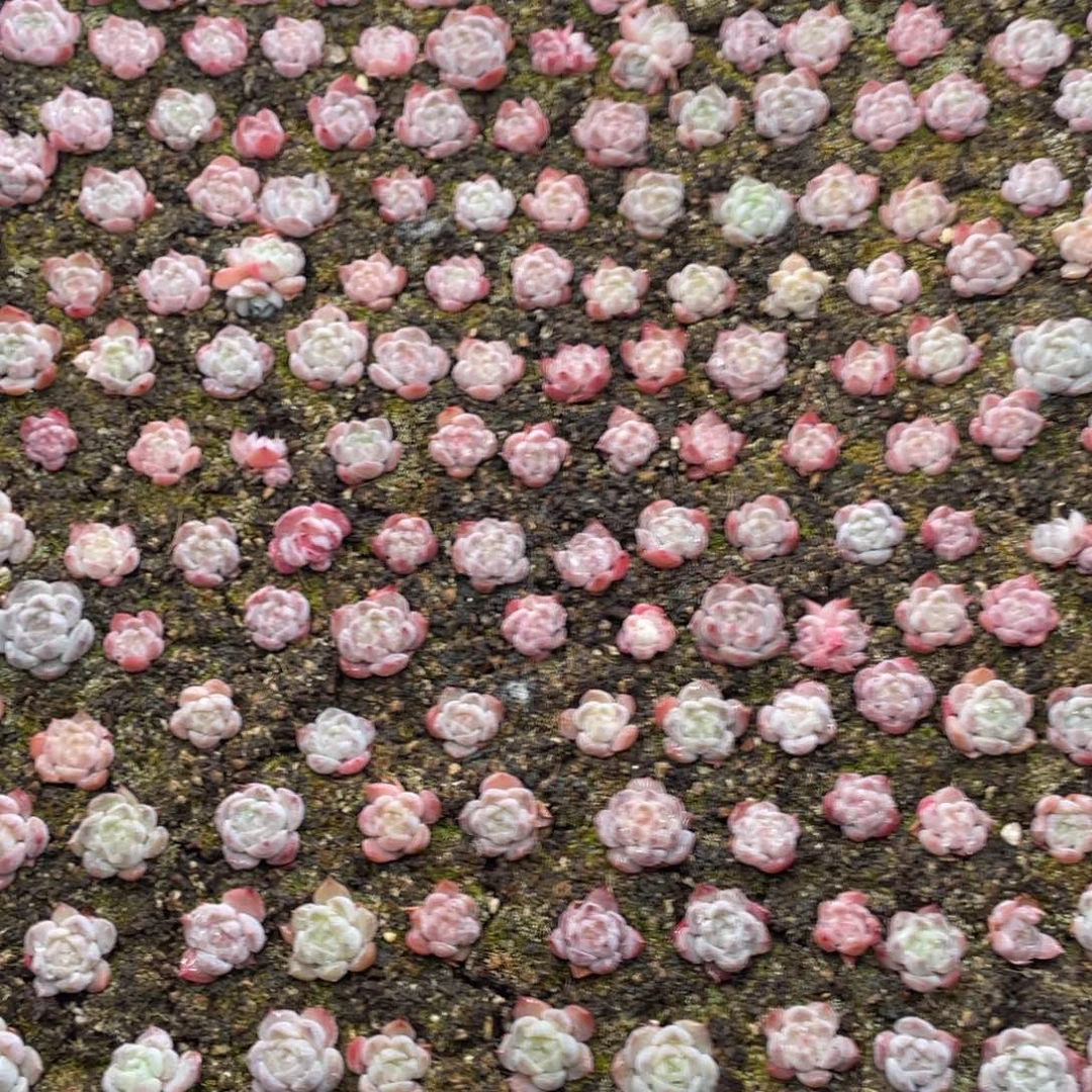 云糖心多肉植物799