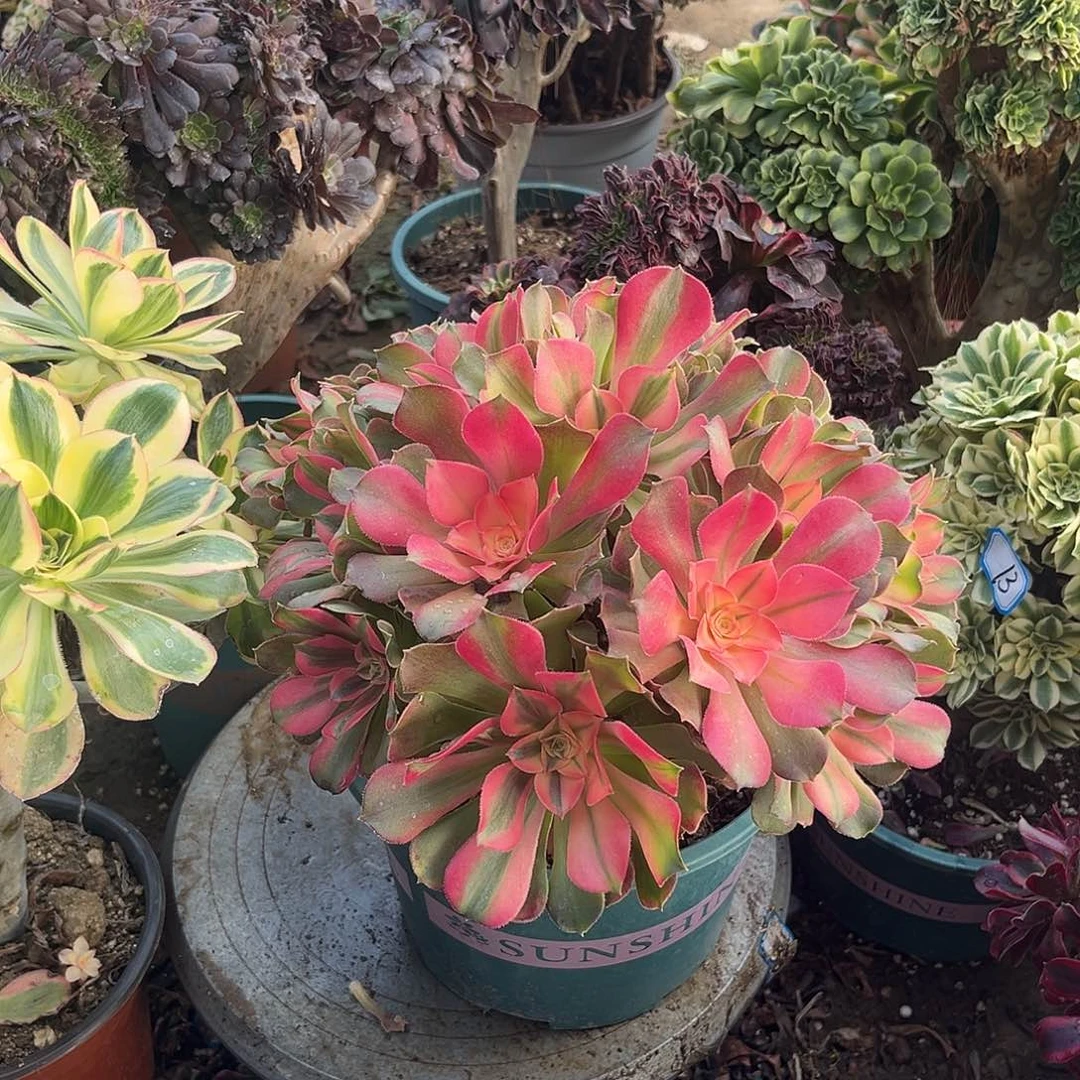 11香妃无主头法师多肉植物