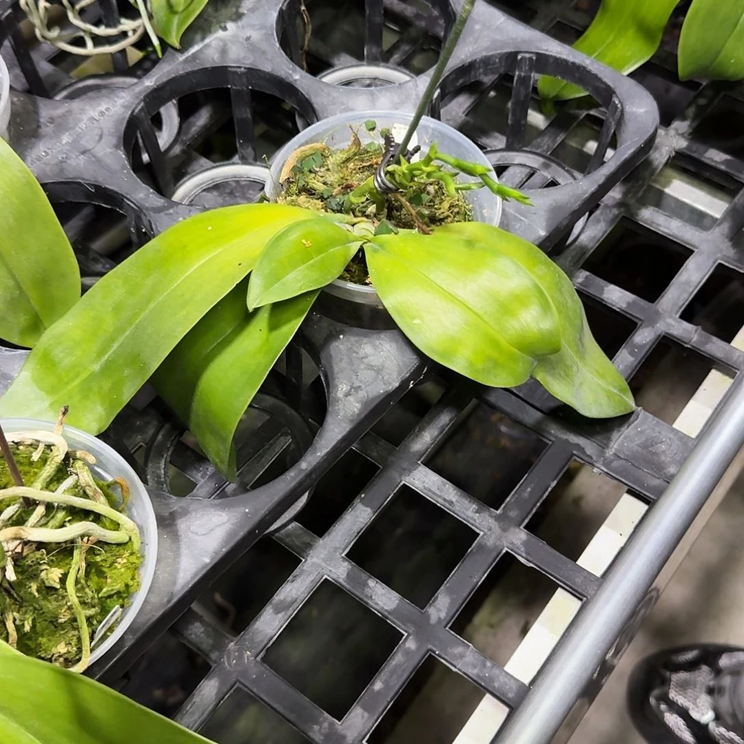 当前无花朵，栽培后可花朵c172