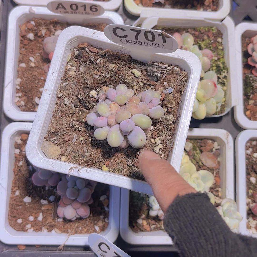 C701奶酪一物语拍