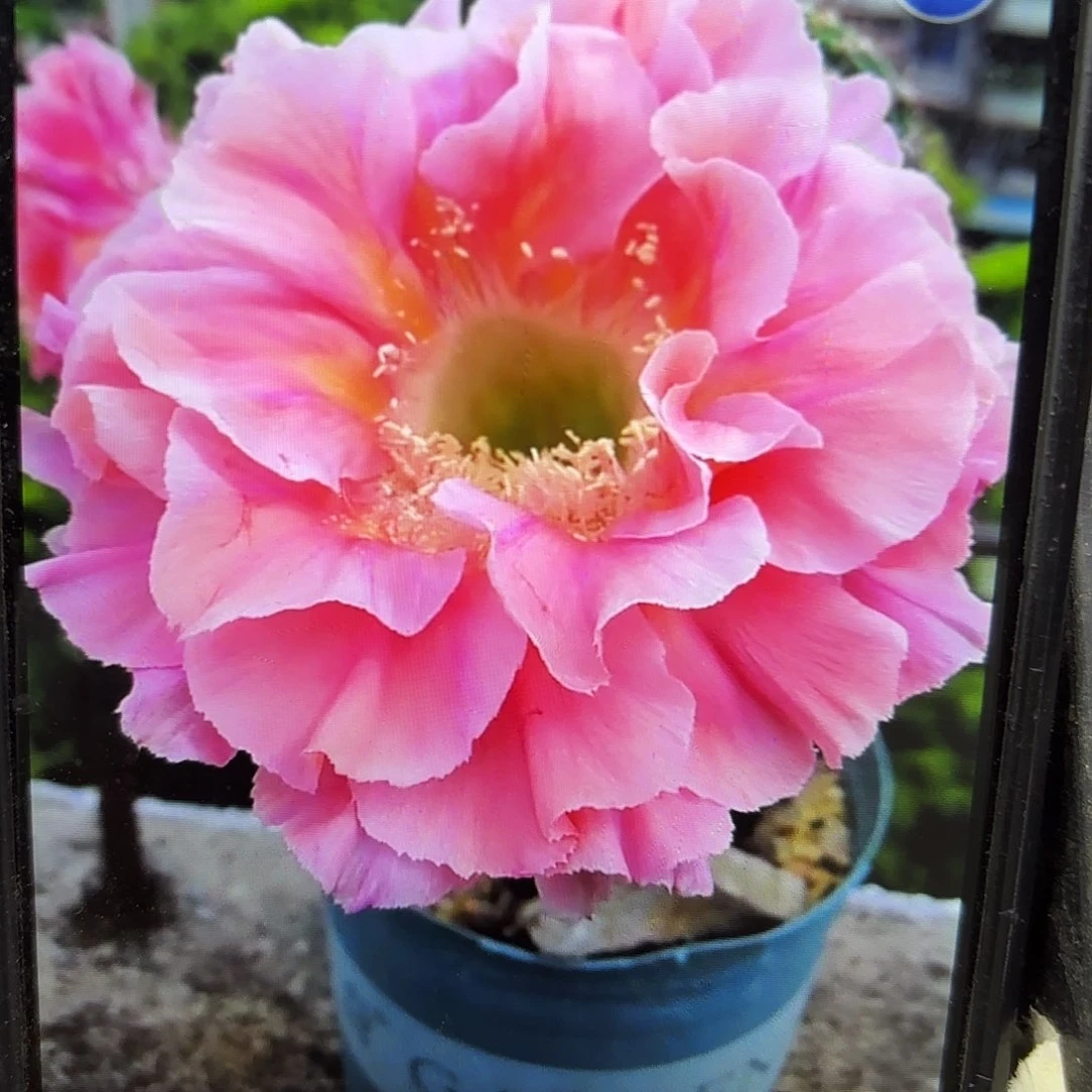 南方淑女彩侧牙20包邮仙人球24