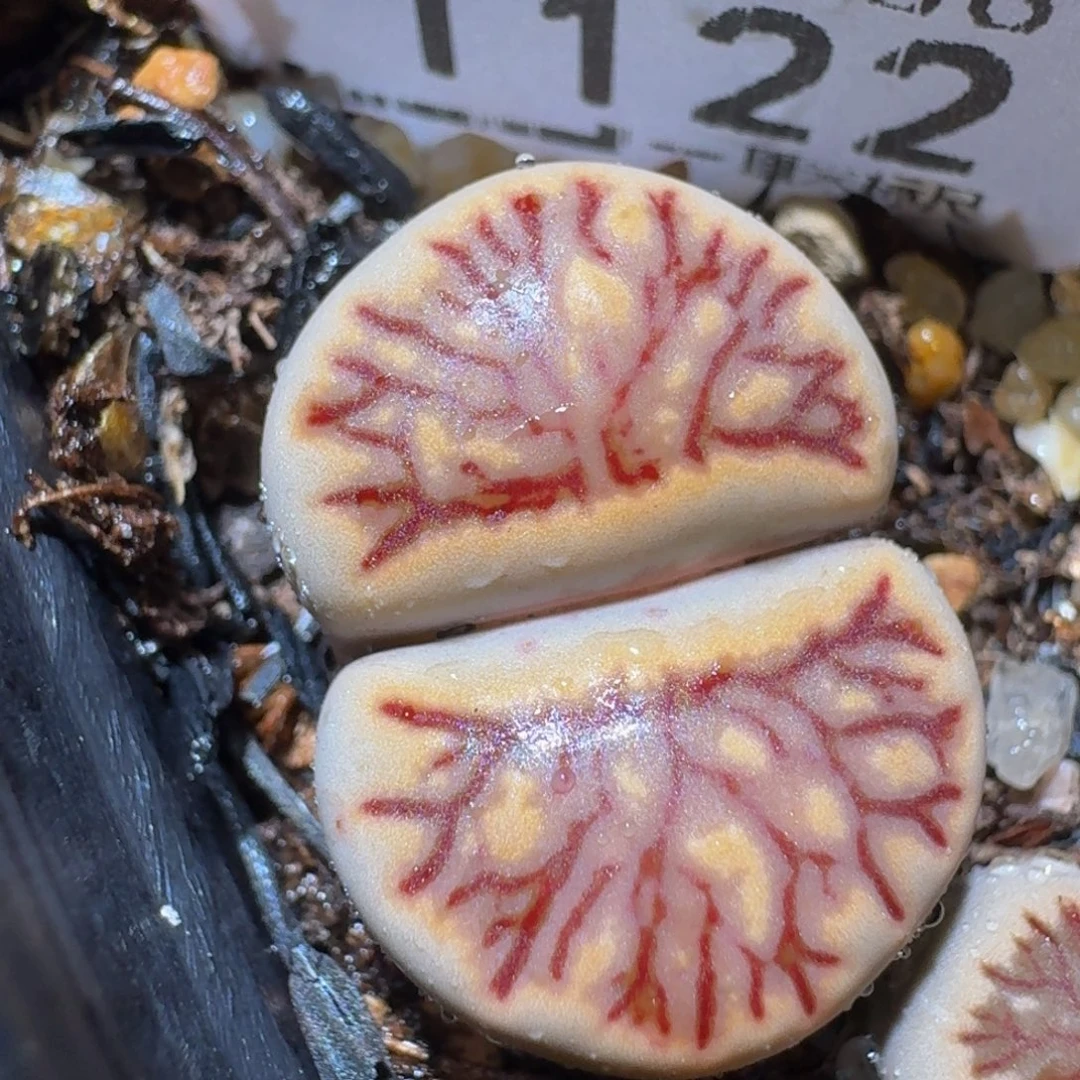 zzzz精品生石花1122紫罗兰菊