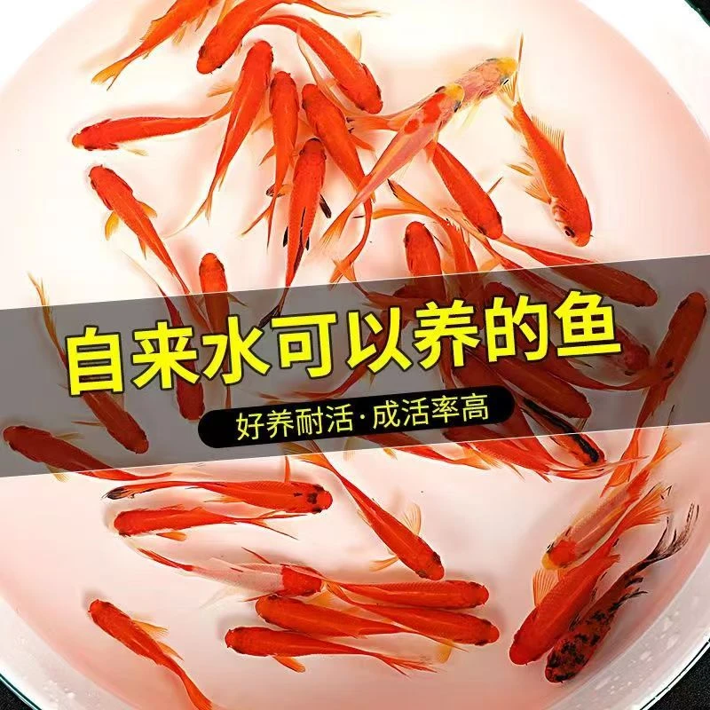 【福利15条7-9厘米】精品草金鱼冷水观赏鱼耐活包邮渔厂直发