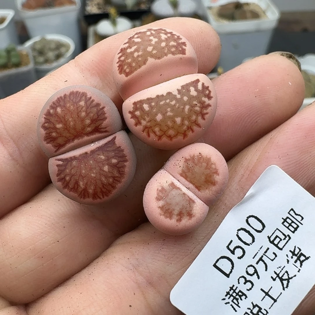 500多肉哈哈哈哈哈哈