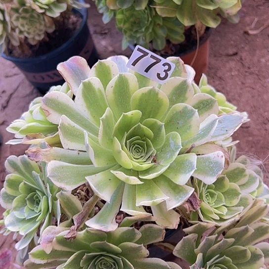 用***6多肉植物一个法师