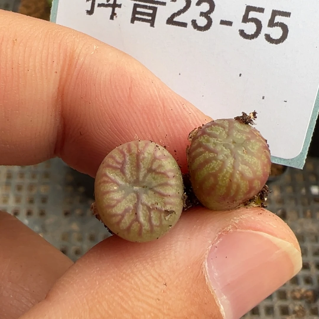 ?****?23-55肉锥多肉植物，