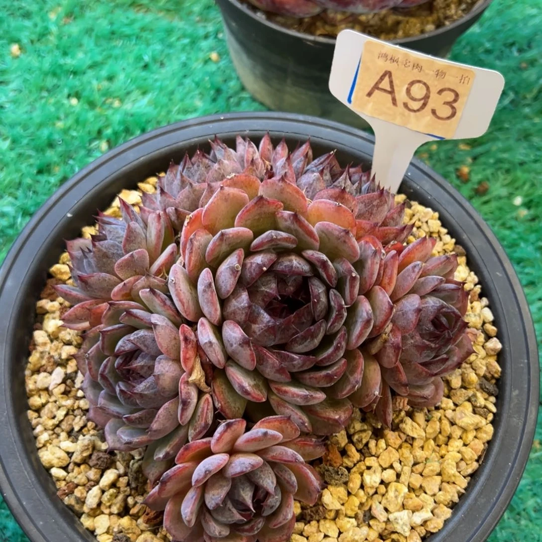 蓝色妖姬，，，，，，，，，，