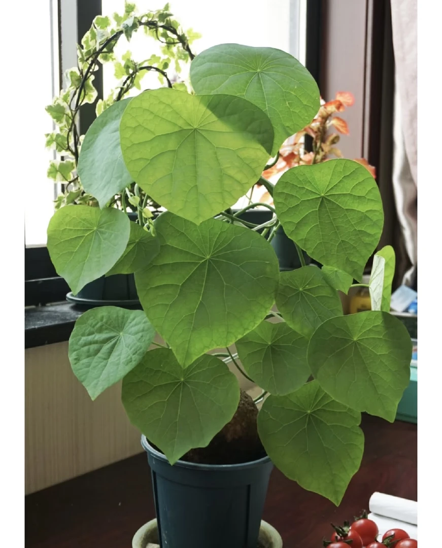 云南绿藤品种山乌龟懒人专属10厘米以内买二送一