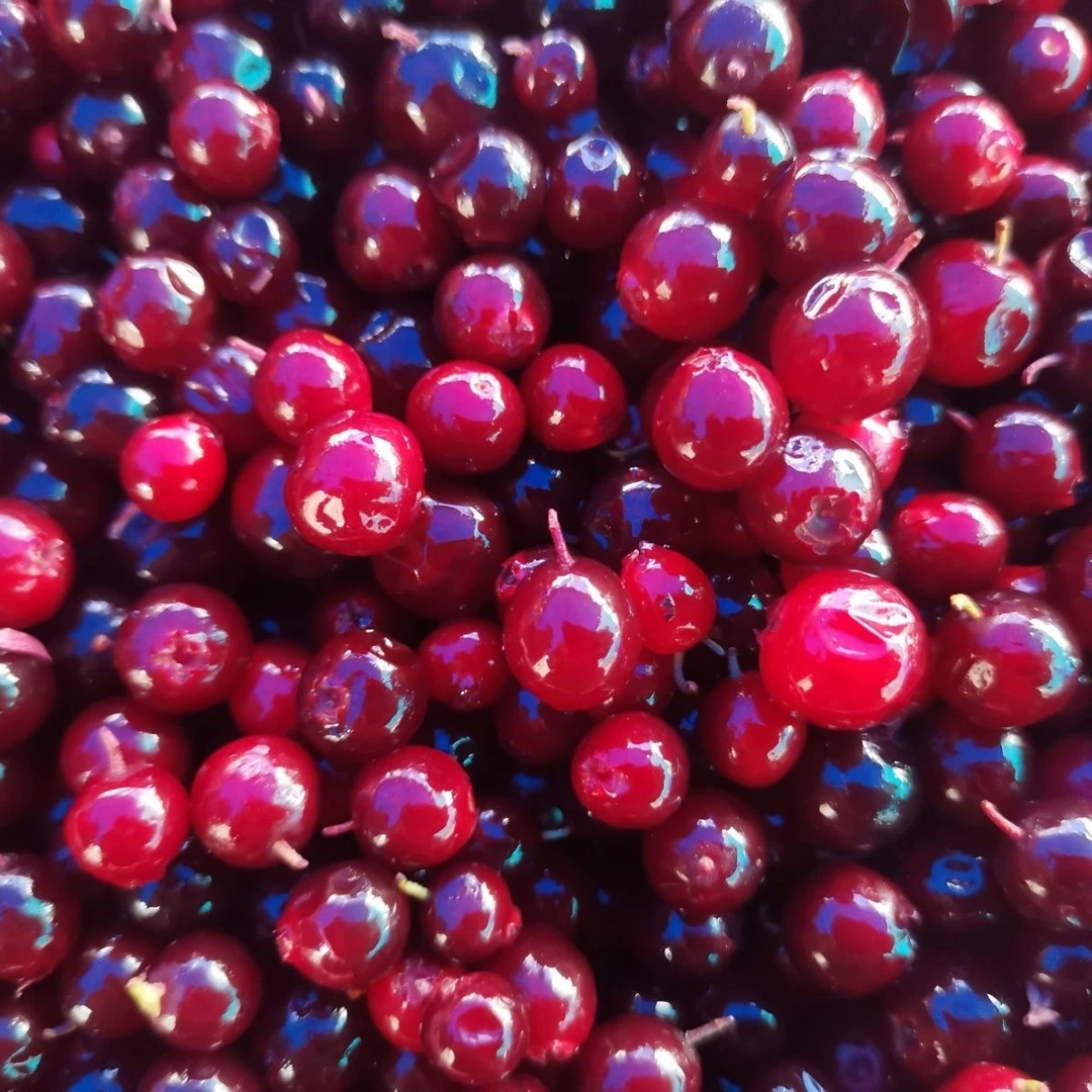 代替    临时商品   （此链接有门店自取选项，需要自提可选择）      蔓越莓