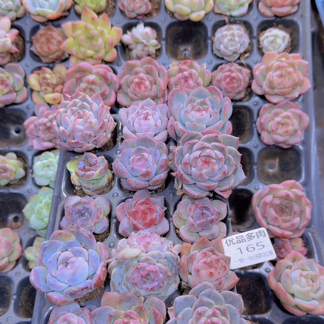 165多肉植物一物一拍链接