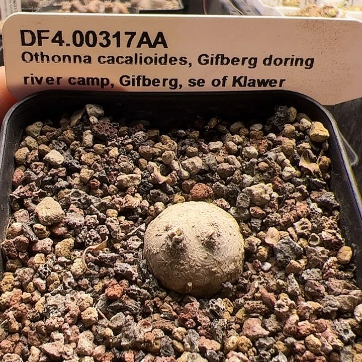 AA款格加厚敦菊2