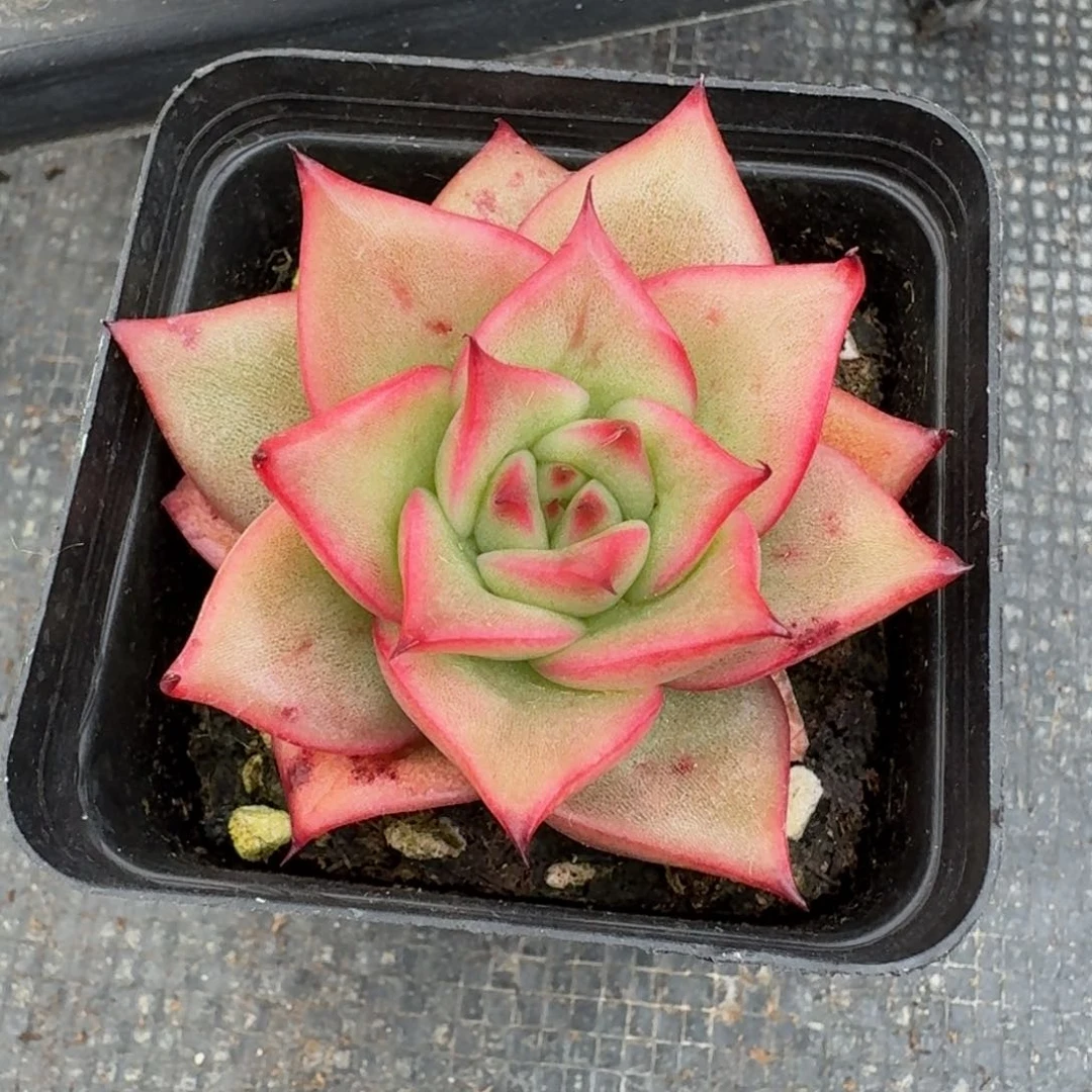 多肉杂交一物一拍23-62