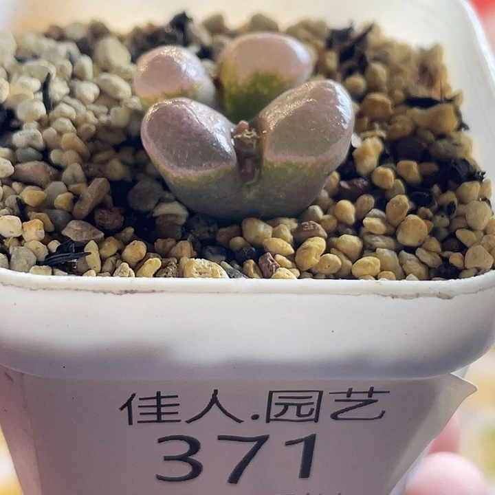 佳人园艺多肉生石花磁铁风铃371
