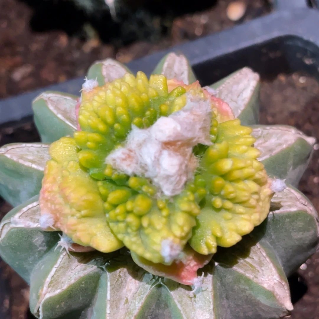 全部花朵炸犹宽犹哥怒锦774