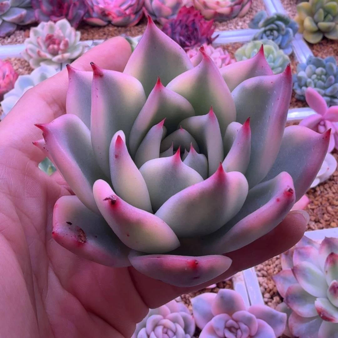 福利 冰颜锦 多肉植物