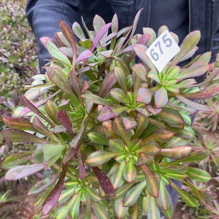 675香奈儿中班2号多肉