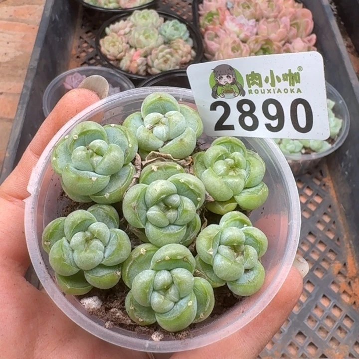 多肉植物多肉植物