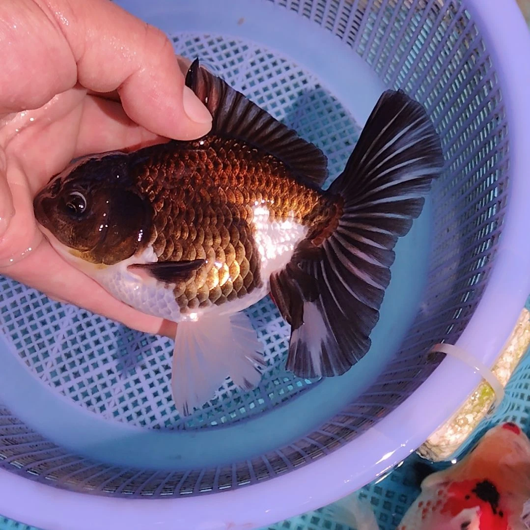 金鱼114黑白巨人百褶泰狮精品亚成特价京东包邮