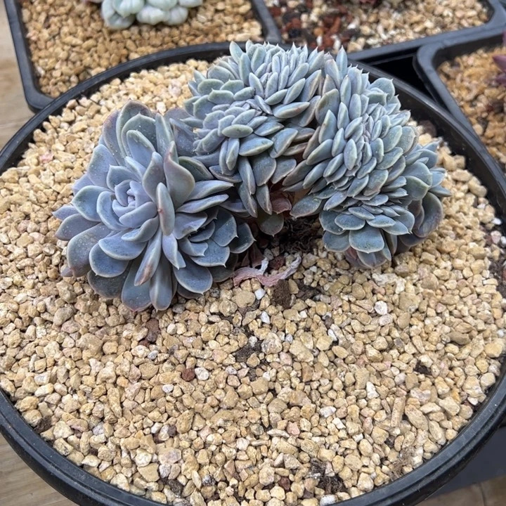 清***河汉堡缀化 阿松多肉