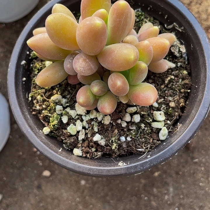 扁**黄一我一拍扁头转拍