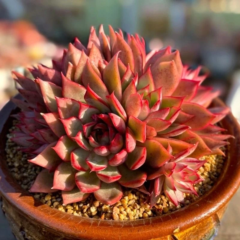 宝莲灯（多肉全店满19元包邮）植物组合盆栽