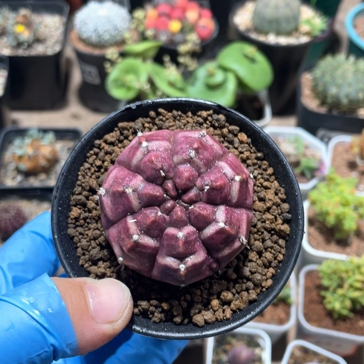 新**始758紫色梦想仙人球