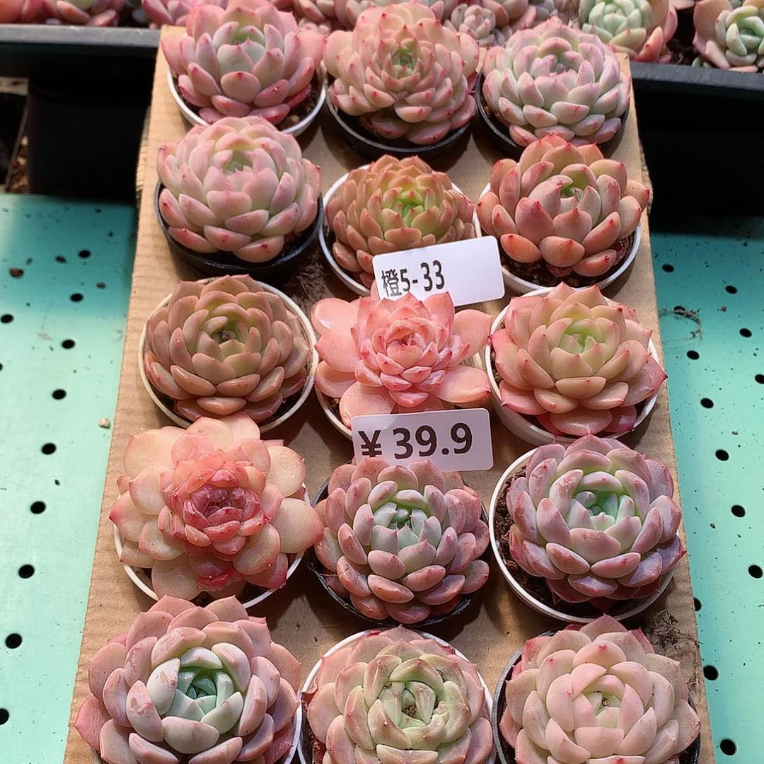 5-33一物一拍带盆18颗