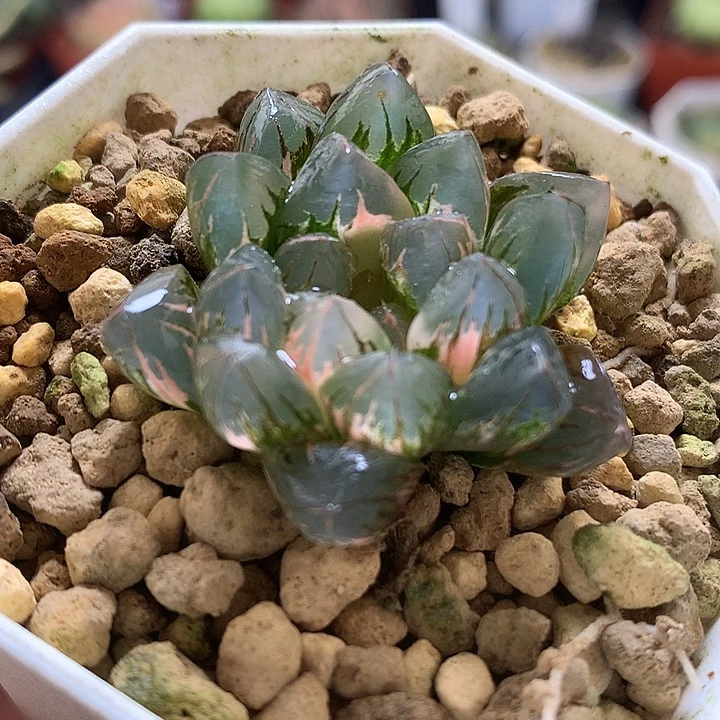 北极之光玉露锦带盆土发货oollo